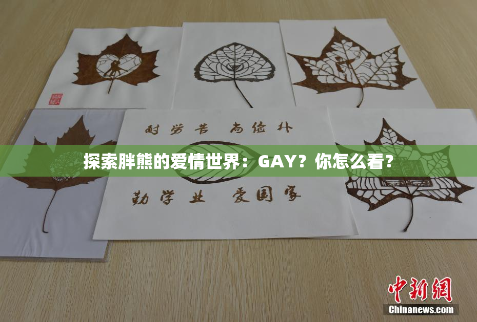 探索胖熊的爱情世界：GAY？你怎么看？