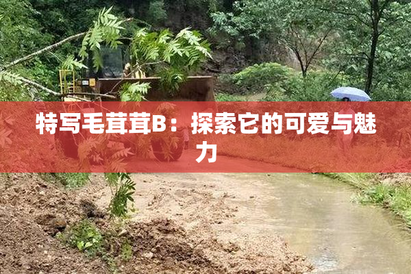 特写毛茸茸B：探索它的可爱与魅力