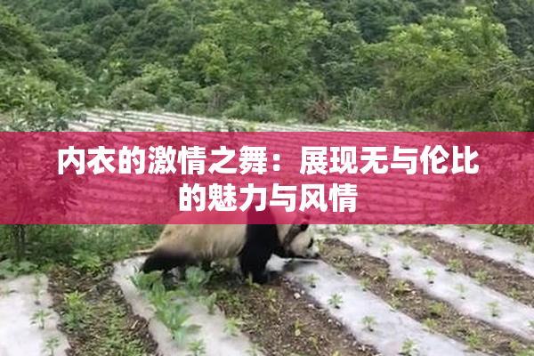 内衣的激情之舞：展现无与伦比的魅力与风情