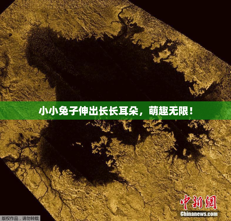 小小兔子伸出长长耳朵，萌趣无限！