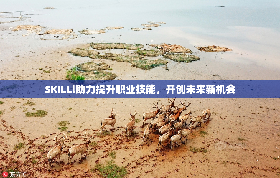 SKILLl助力提升职业技能，开创未来新机会