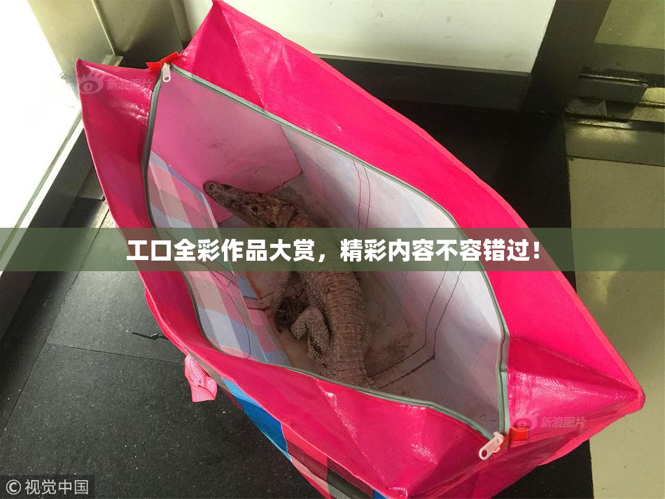 工口全彩作品大赏，精彩内容不容错过！