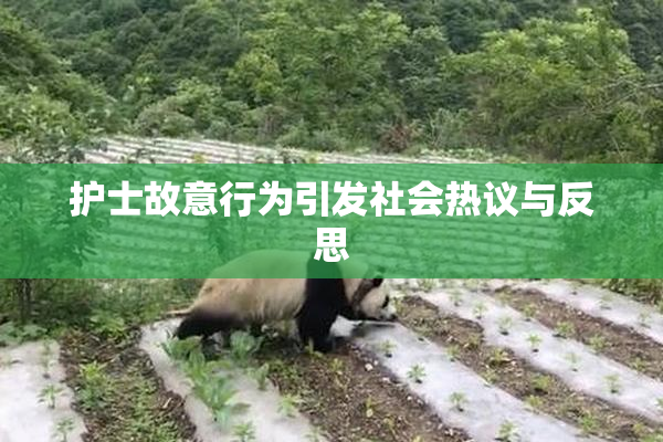 护士故意行为引发社会热议与反思