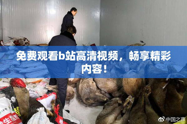 免费观看b站高清视频，畅享精彩内容！