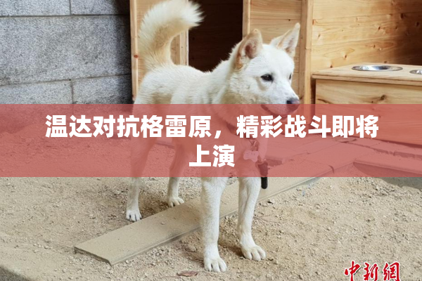 温达对抗格雷原，精彩战斗即将上演