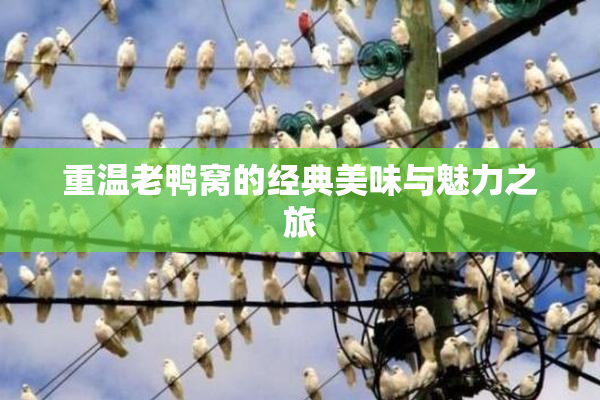 重温老鸭窝的经典美味与魅力之旅