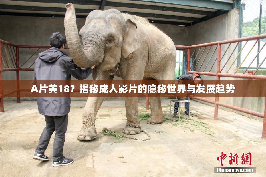 A片黄18？揭秘成人影片的隐秘世界与发展趋势