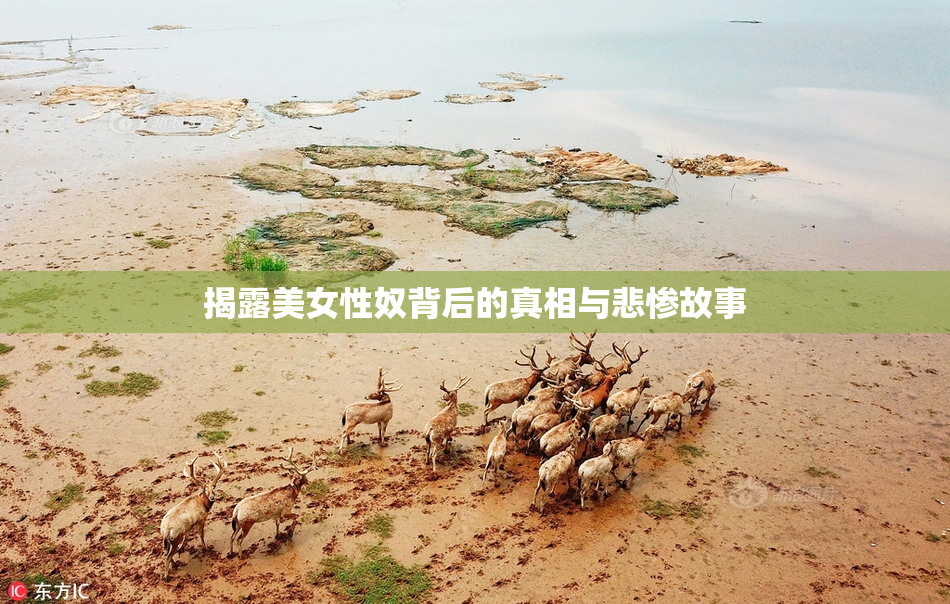 揭露美女性奴背后的真相与悲惨故事