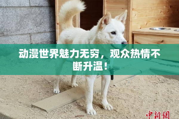 动漫世界魅力无穷，观众热情不断升温！