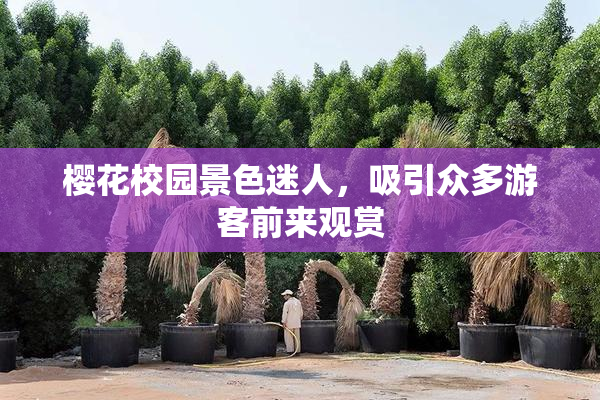 樱花校园景色迷人，吸引众多游客前来观赏