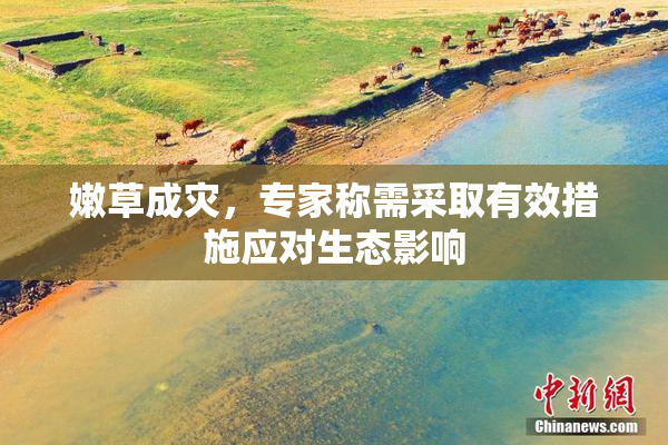 嫩草成灾，专家称需采取有效措施应对生态影响