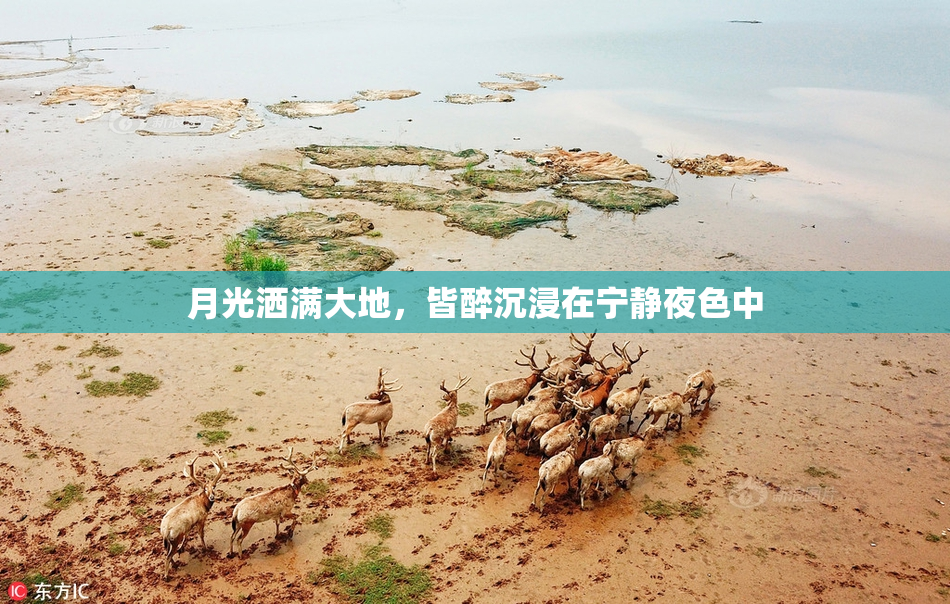月光洒满大地，皆醉沉浸在宁静夜色中