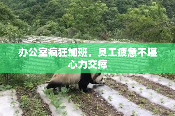 办公室疯狂加班，员工疲惫不堪心力交瘁