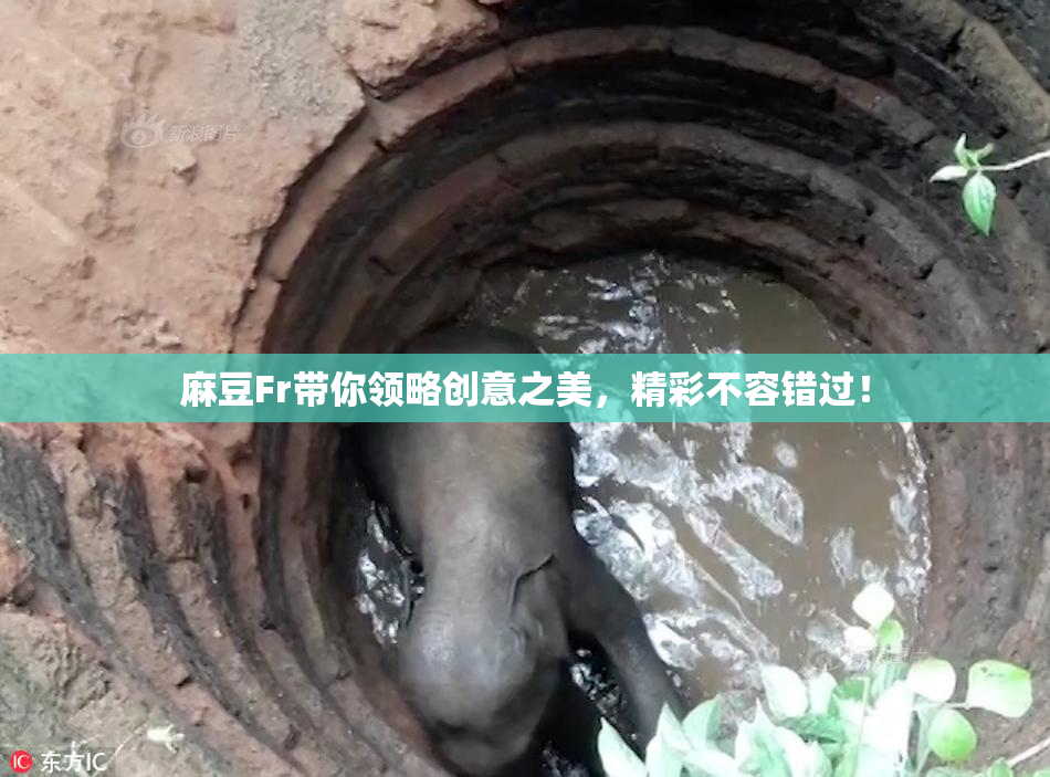 麻豆Fr带你领略创意之美，精彩不容错过！