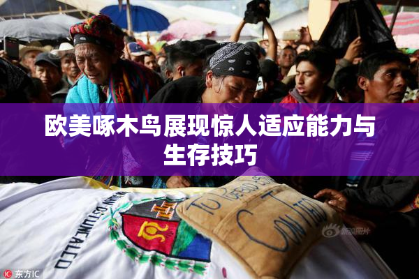 欧美啄木鸟展现惊人适应能力与生存技巧