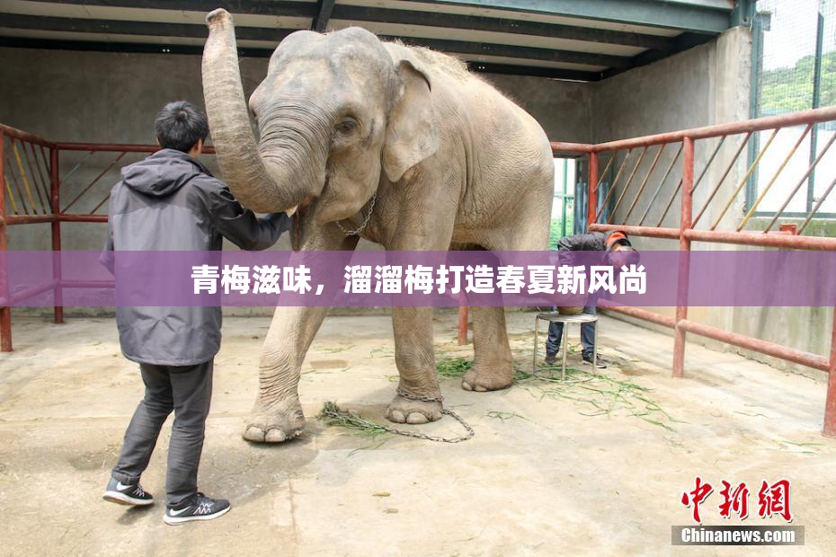 青梅滋味，溜溜梅打造春夏新风尚