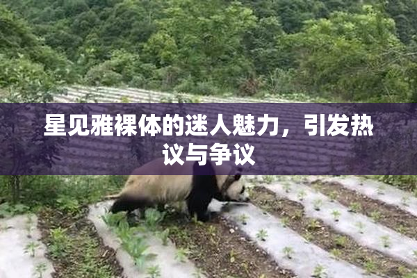 星见雅裸体的迷人魅力，引发热议与争议