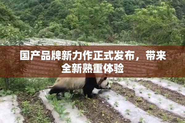 国产品牌新力作正式发布，带来全新熟重体验