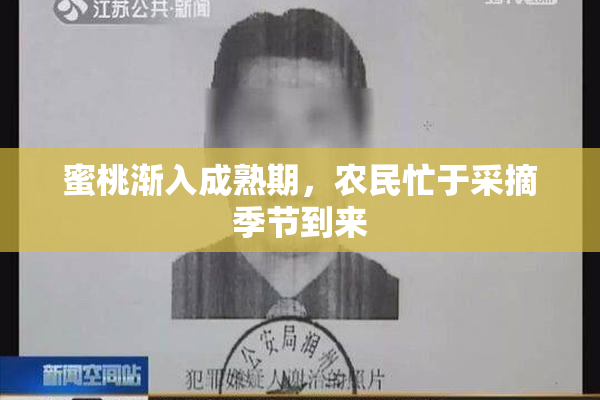 蜜桃渐入成熟期，农民忙于采摘季节到来