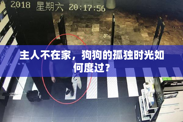 主人不在家，狗狗的孤独时光如何度过？