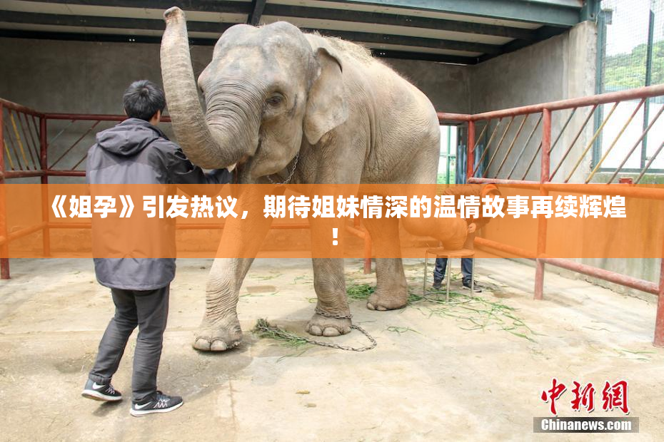 《姐孕》引发热议，期待姐妹情深的温情故事再续辉煌！