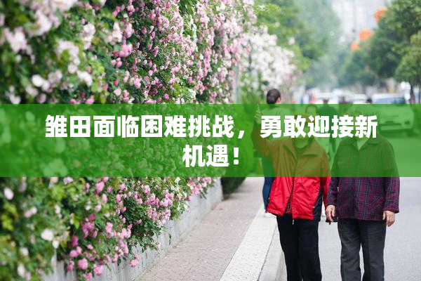 雏田面临困难挑战，勇敢迎接新机遇！