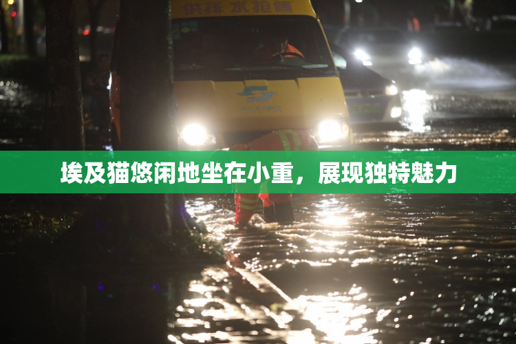 埃及猫悠闲地坐在小重，展现独特魅力