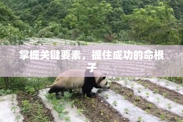 掌握关键要素，握住成功的命根子
