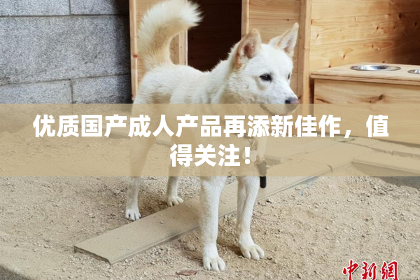优质国产成人产品再添新佳作，值得关注！
