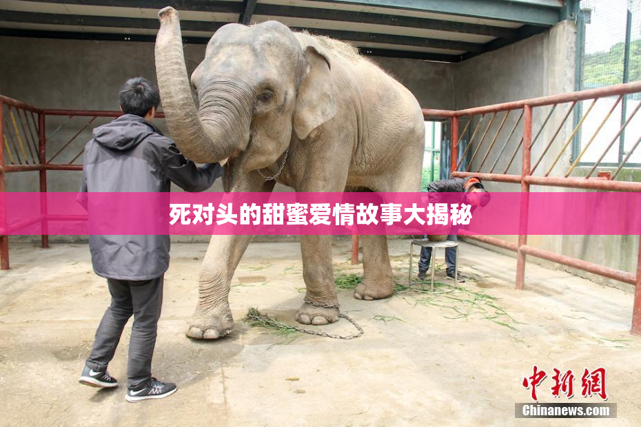 死对头的甜蜜爱情故事大揭秘