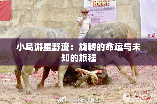 小鸟游星野流：旋转的命运与未知的旅程