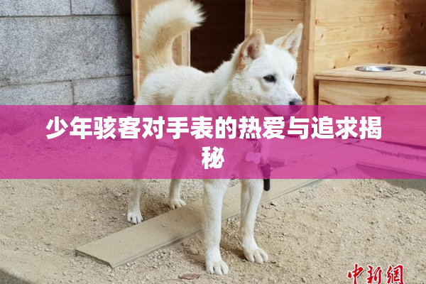 少年骇客对手表的热爱与追求揭秘