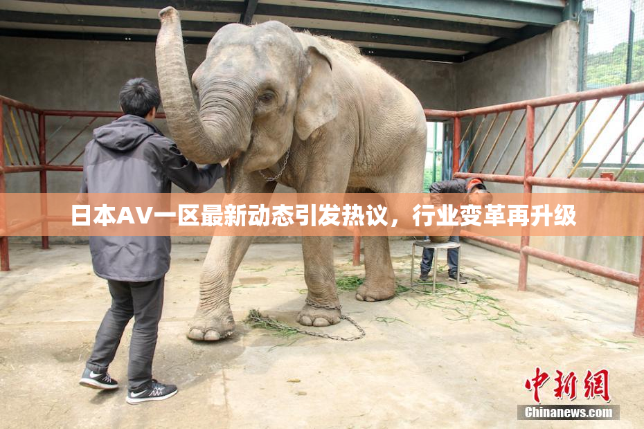 日本AV一区最新动态引发热议，行业变革再升级
