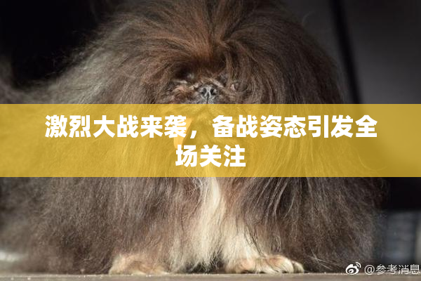 激烈大战来袭，备战姿态引发全场关注
