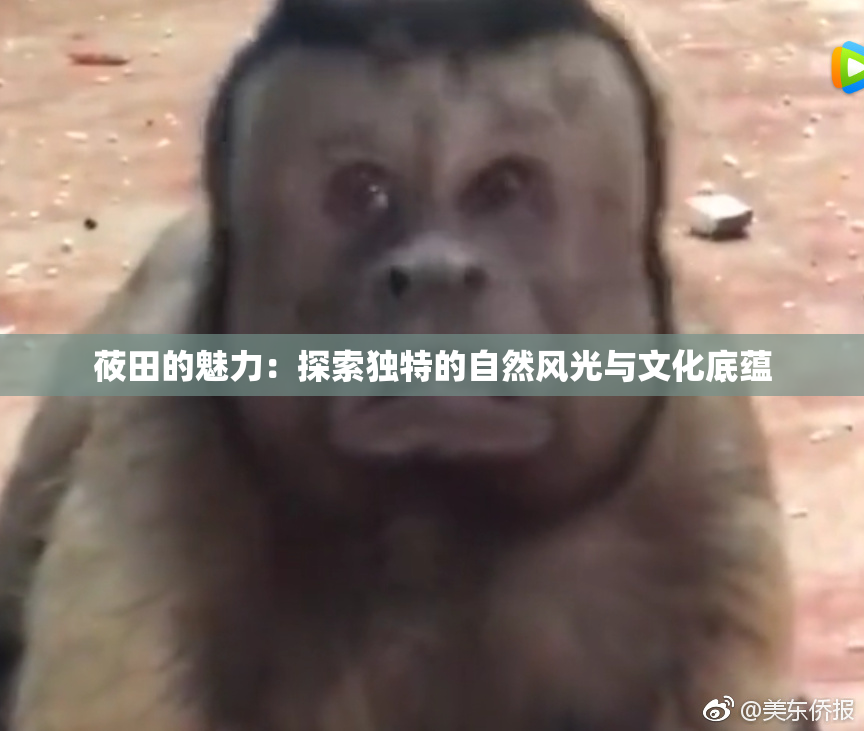 莜田的魅力：探索独特的自然风光与文化底蕴