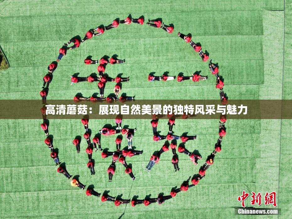 高清蘑菇：展现自然美景的独特风采与魅力