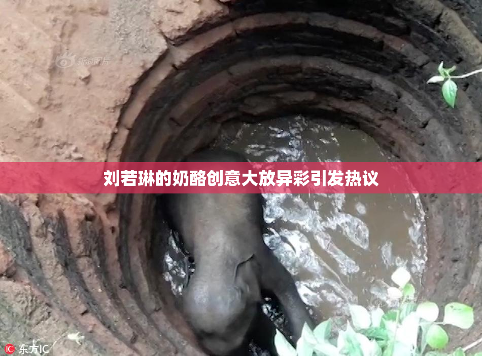 刘若琳的奶酪创意大放异彩引发热议