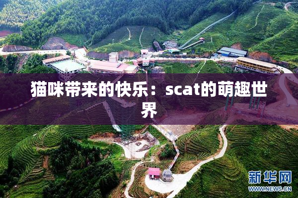 猫咪带来的快乐：scat的萌趣世界