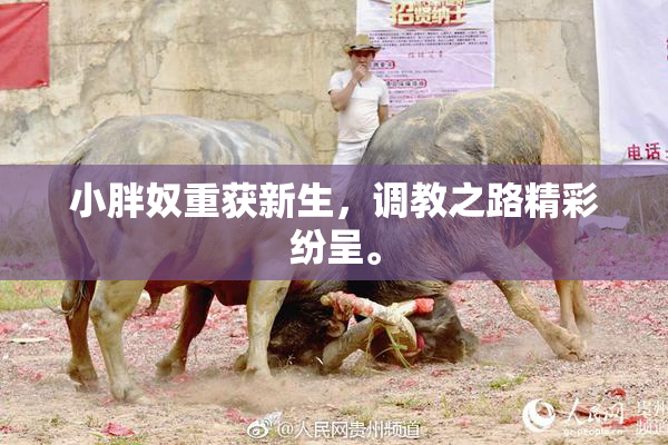 小胖奴重获新生，调教之路精彩纷呈。