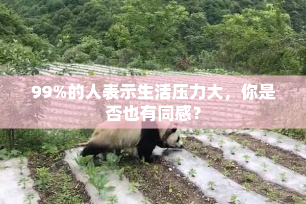 99%的人表示生活压力大，你是否也有同感？