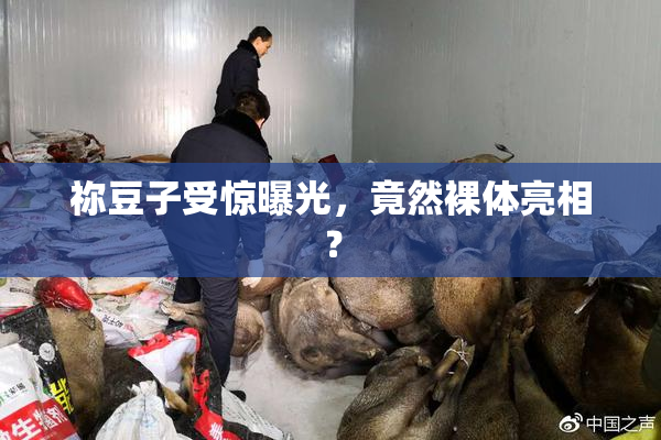祢豆子受惊曝光，竟然裸体亮相？