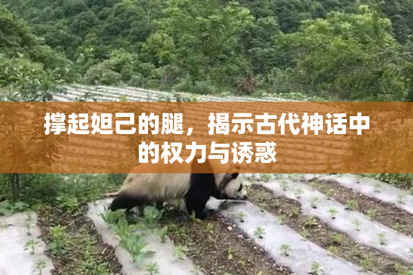 撑起妲己的腿，揭示古代神话中的权力与诱惑