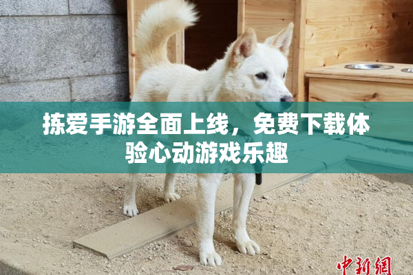 拣爱手游全面上线，免费下载体验心动游戏乐趣