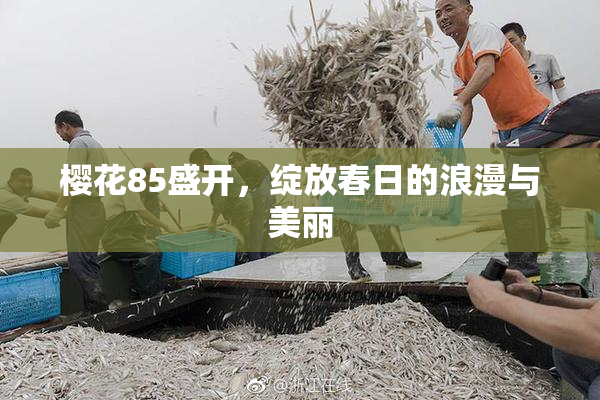 樱花85盛开，绽放春日的浪漫与美丽
