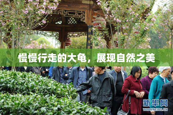 慢慢行走的大龟，展现自然之美