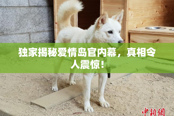 独家揭秘爱情岛官内幕，真相令人震惊！