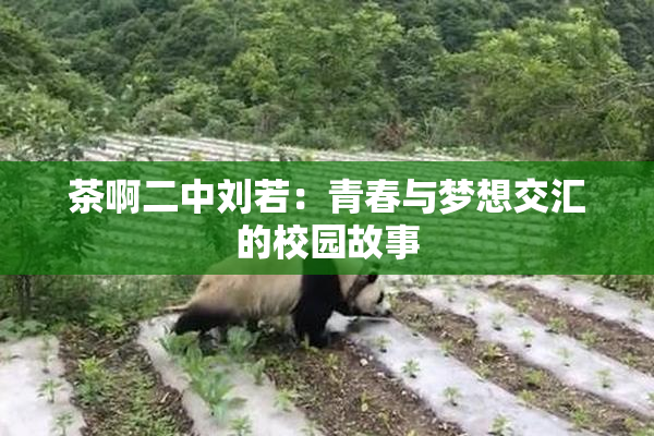 茶啊二中刘若：青春与梦想交汇的校园故事