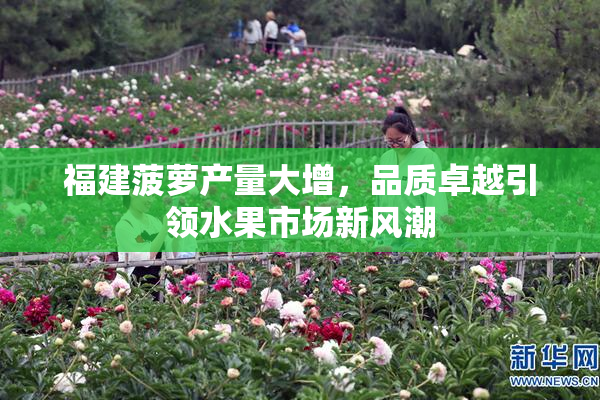 福建菠萝产量大增，品质卓越引领水果市场新风潮