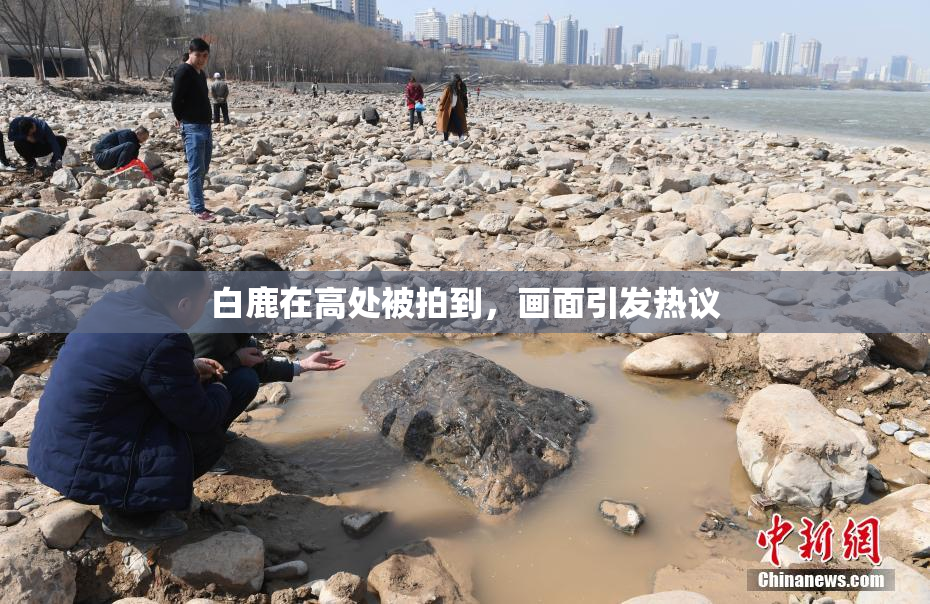 白鹿在高处被拍到，画面引发热议