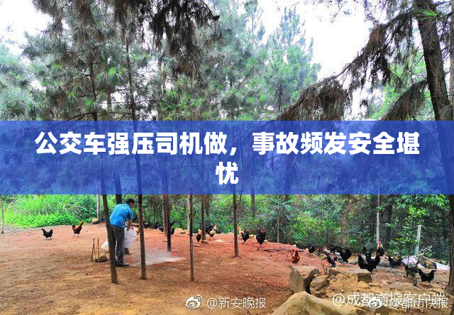 公交车强压司机做，事故频发安全堪忧